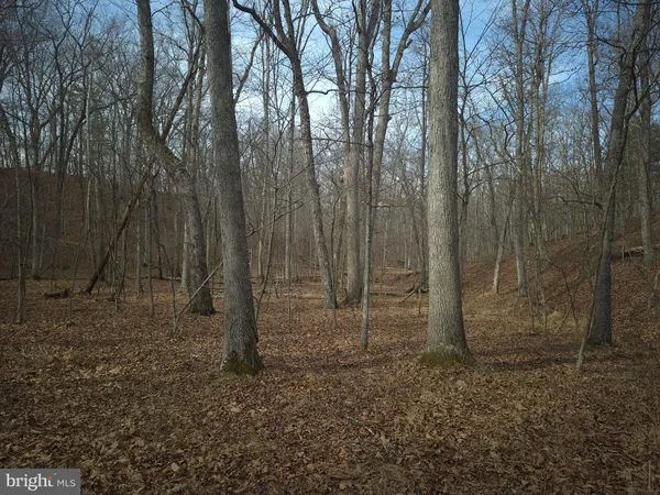 a view of a tree next to a yard