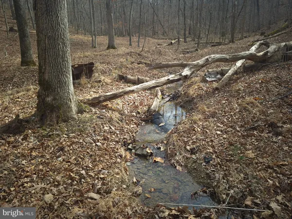 a view of a forest with trees in the background