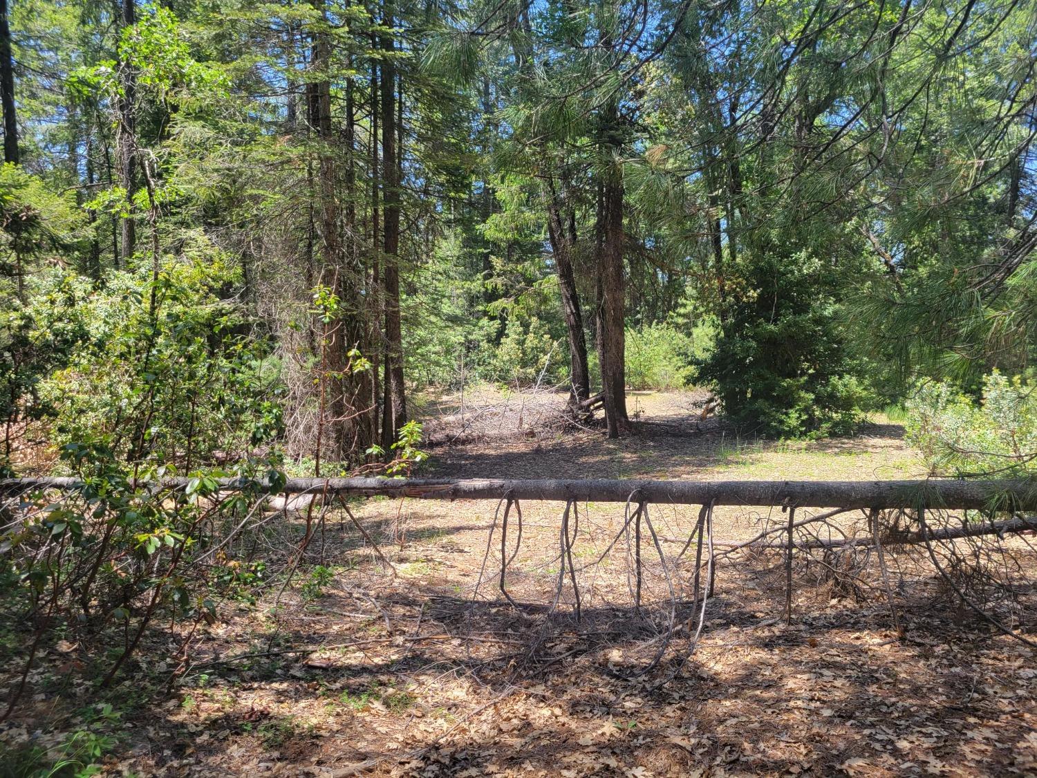 12 Ringtail Road Georgetown, CA 95634 - Photo 11 of 15 a view of backyard with green space