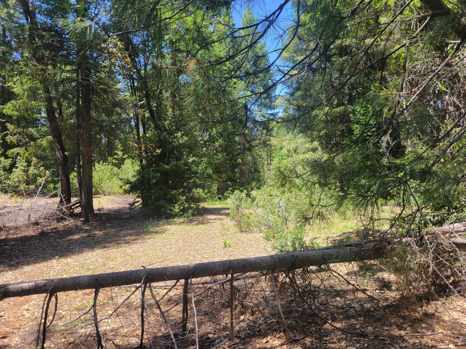 12 Ringtail Road Georgetown, CA 95634 - Photo 12 of 15 a view of a yard with a tree