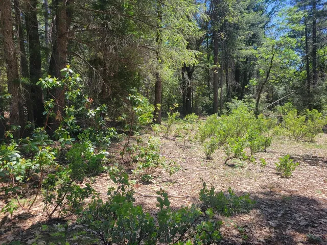 a view of a yard with plants and large trees