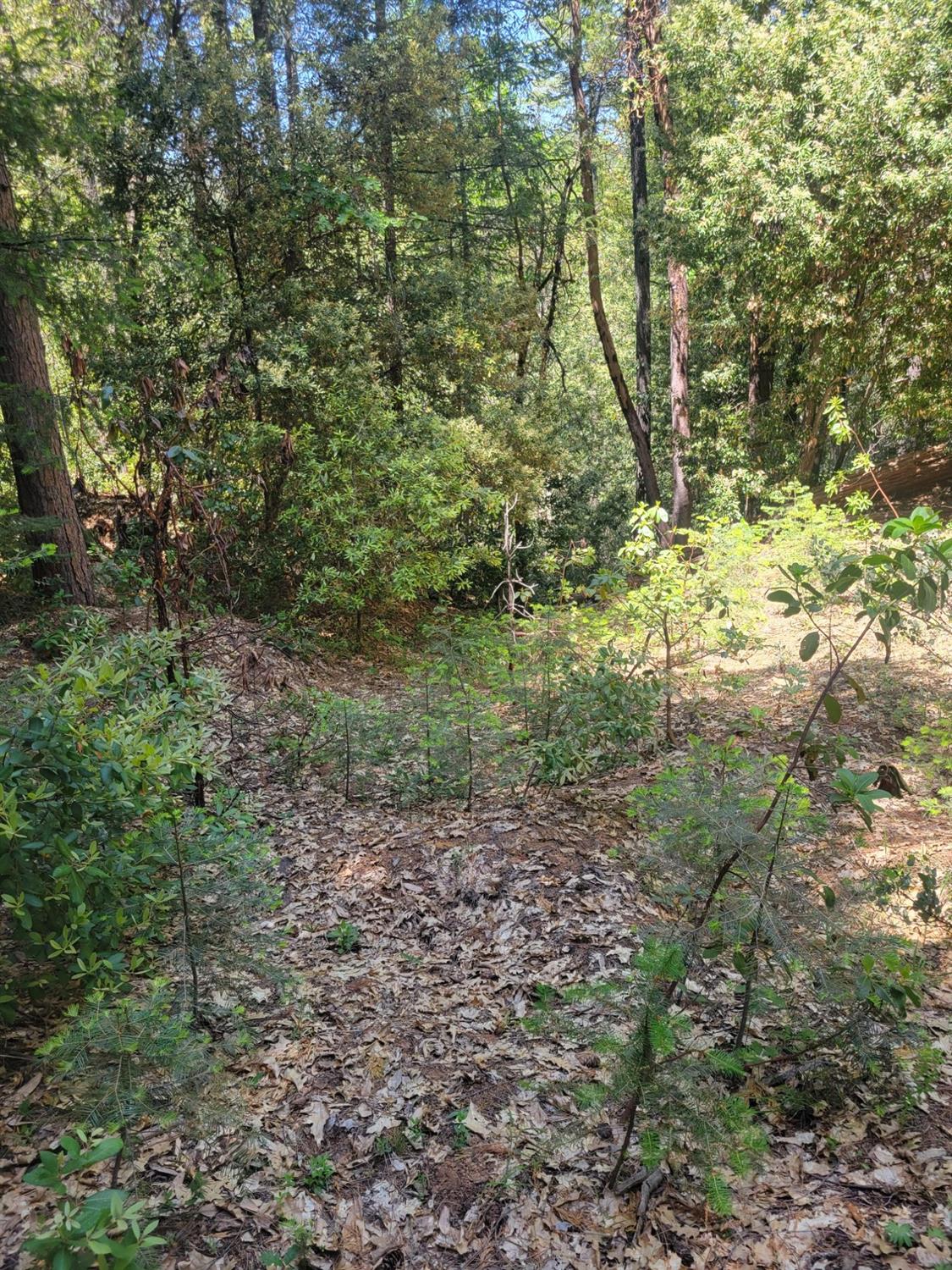 12 Ringtail Road Georgetown, CA 95634 - Photo 14 of 15 a view of a yard with plants and trees