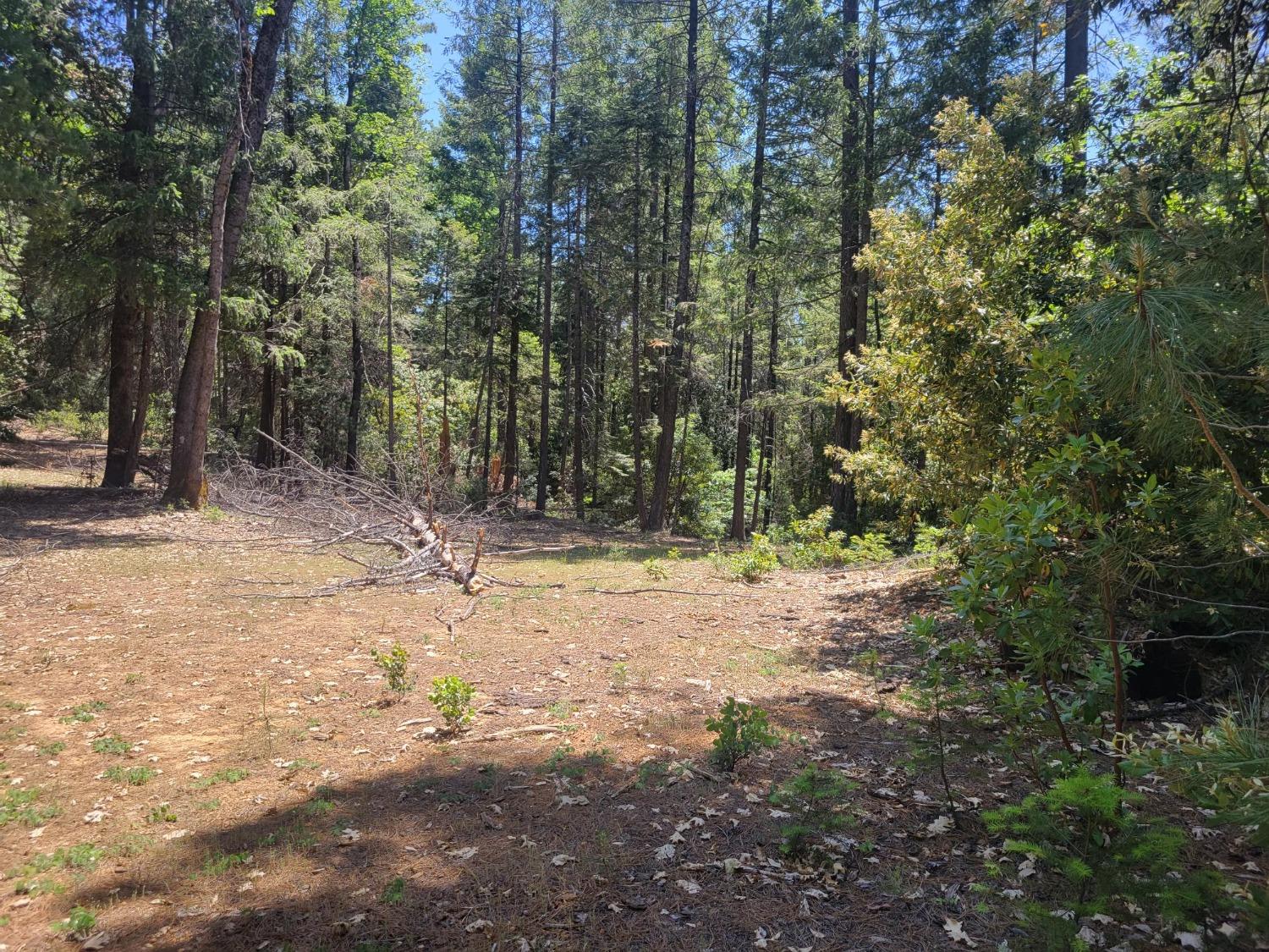 12 Ringtail Road Georgetown, CA 95634 - Photo 15 of 15 a view of a forest with trees