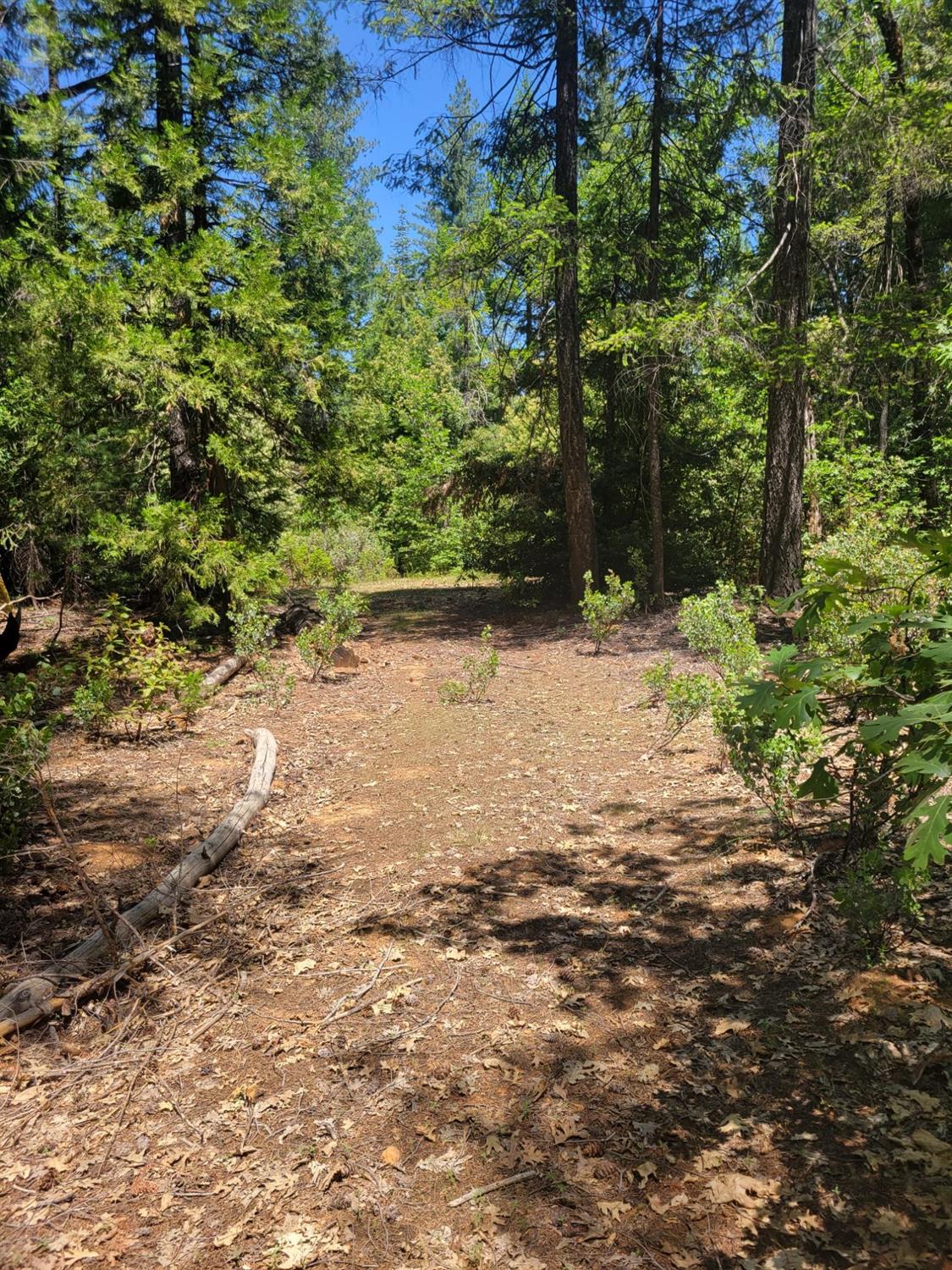 12 Ringtail Road Georgetown, CA 95634 - Photo 2 of 15 a backyard of a house with lots of green space