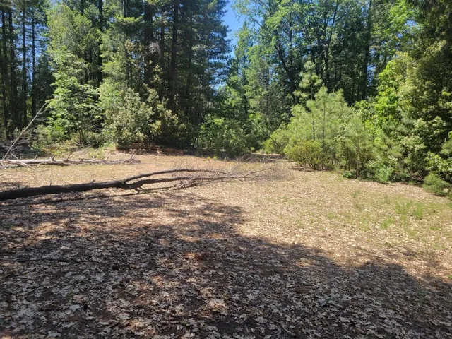 a view of a yard with a tree