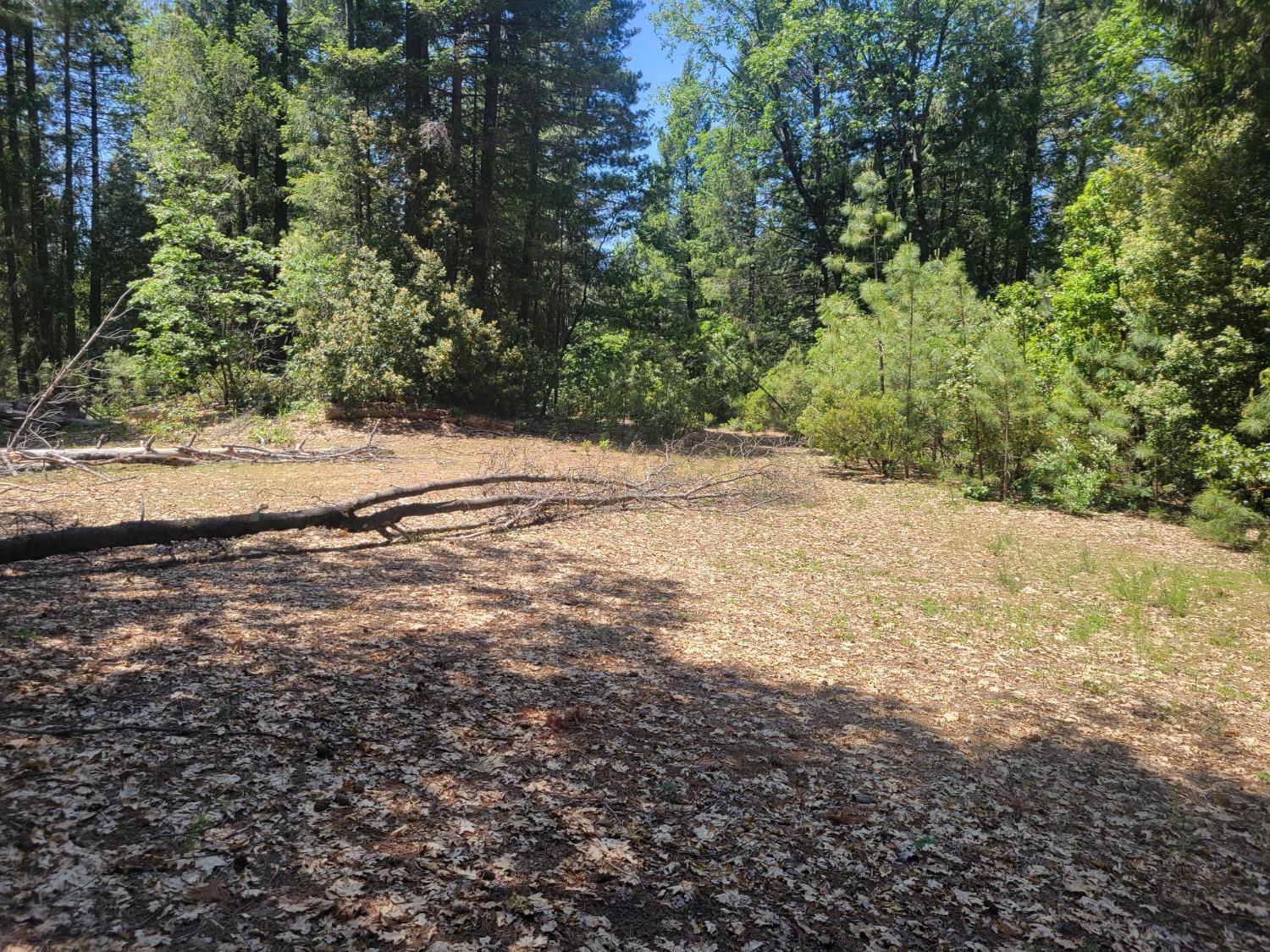 12 Ringtail Road Georgetown, CA 95634 - Photo 3 of 15 a view of a yard with a tree