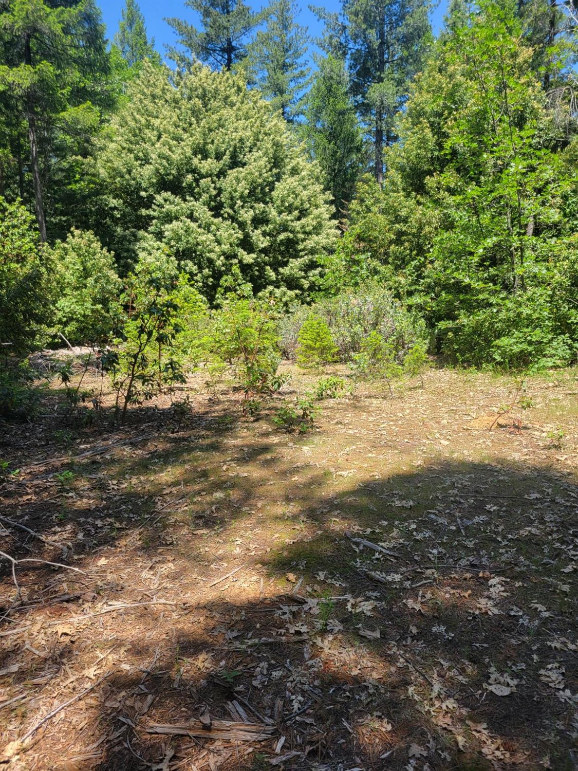 12 Ringtail Road Georgetown, CA 95634 - Photo 4 of 15 a view of beach and space