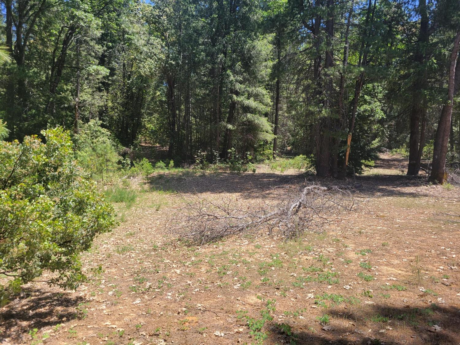 12 Ringtail Road Georgetown, CA 95634 - Photo 5 of 15 a view of a yard with plants and trees