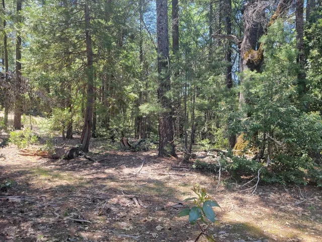 a view of a forest with trees in the background