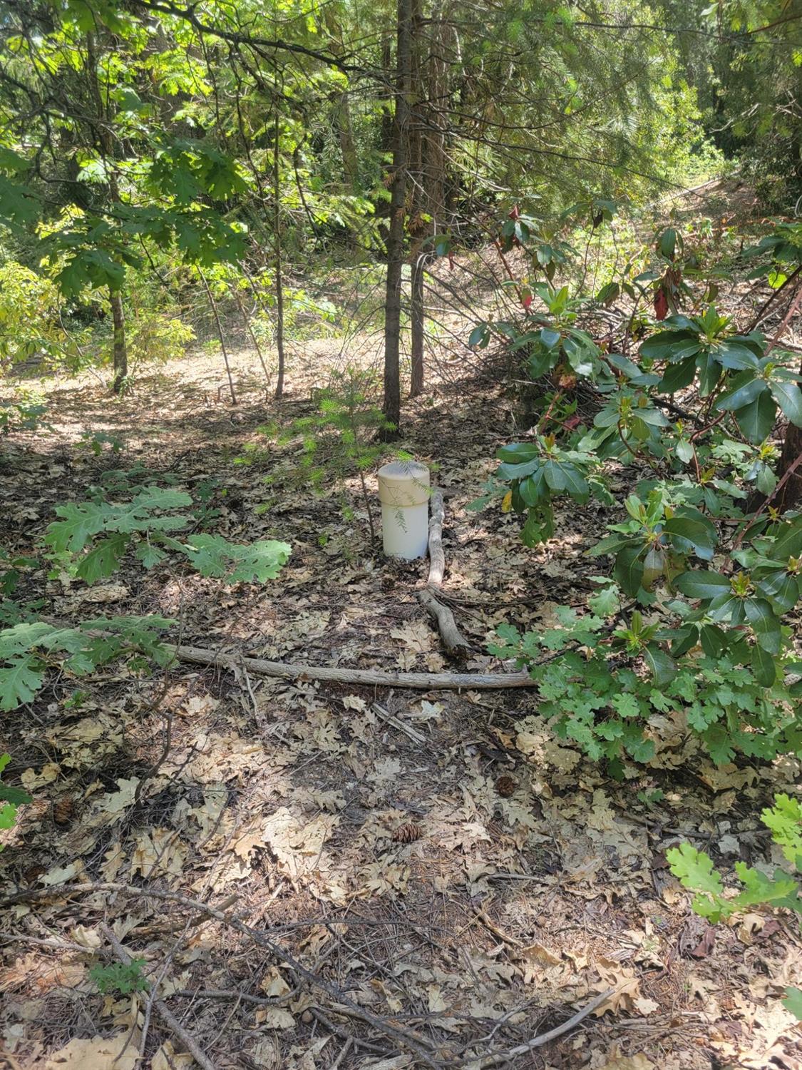 12 Ringtail Road Georgetown, CA 95634 - Photo 7 of 15 a view of a yard with large trees