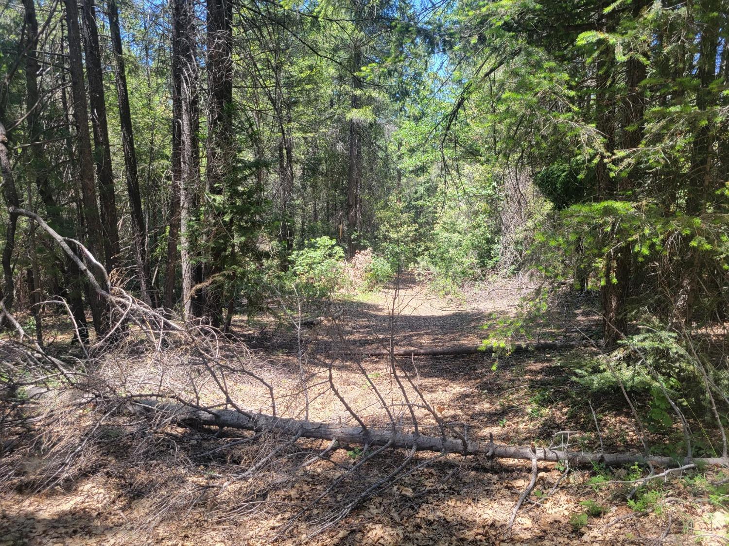 12 Ringtail Road Georgetown, CA 95634 - Photo 8 of 15 a backyard of a house with lots of green space