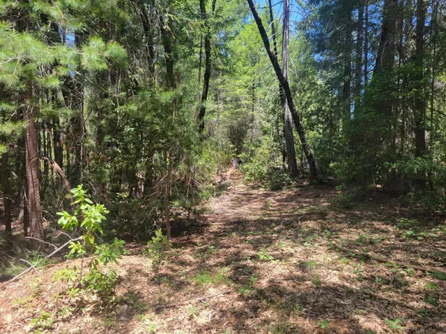 a view of a forest with trees