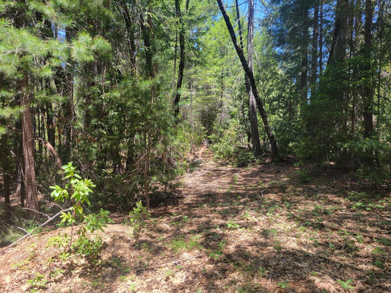 12 Ringtail Road Georgetown, CA 95634 - Photo 9 of 15 a view of a forest with trees