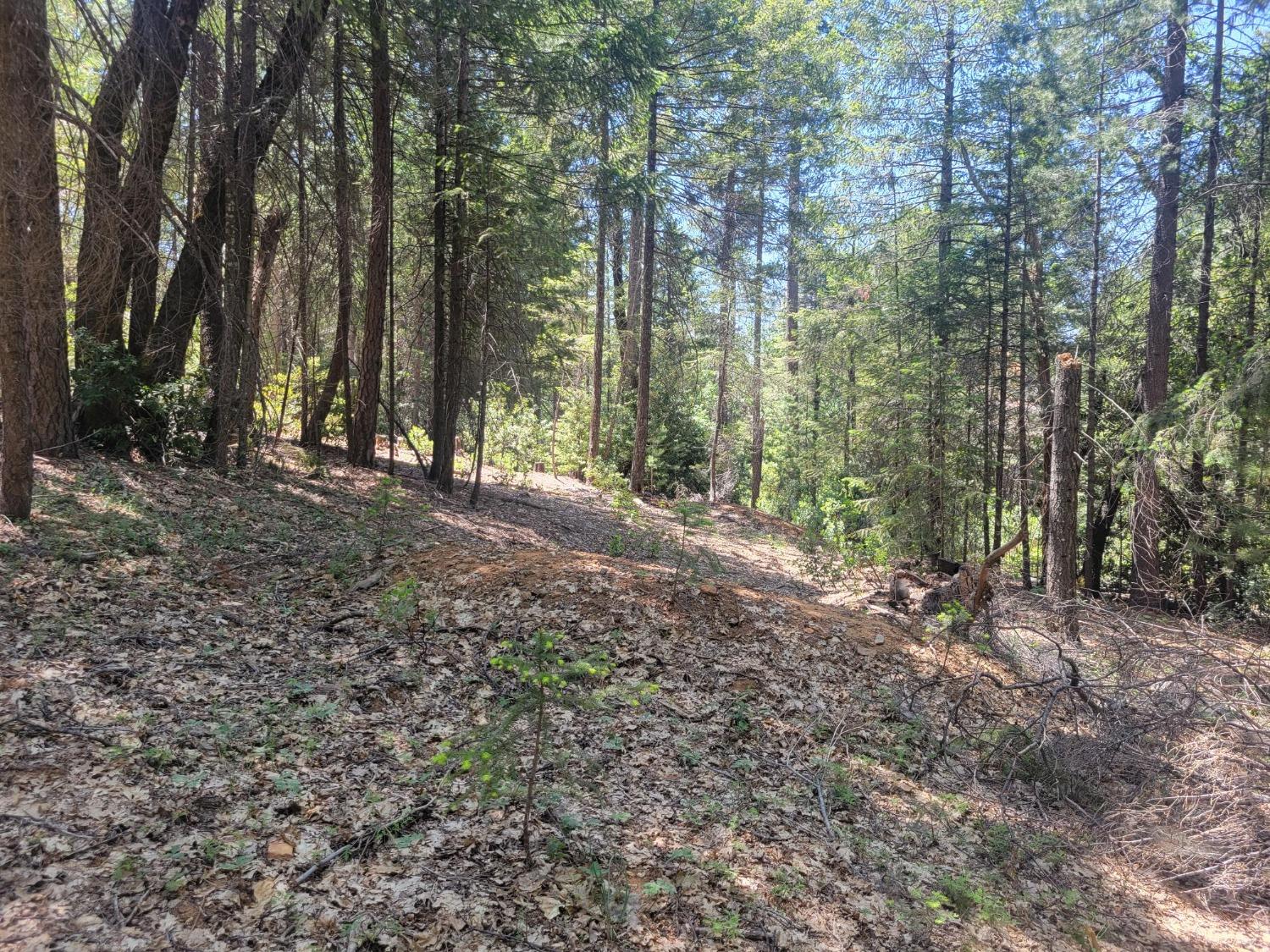 12 Ringtail Road Georgetown, CA 95634 - Photo 10 of 15 a view of a forest with trees in the background