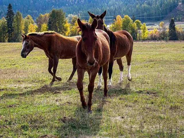 $895,000 | 320871 Highway 2, Newport, WA 99156