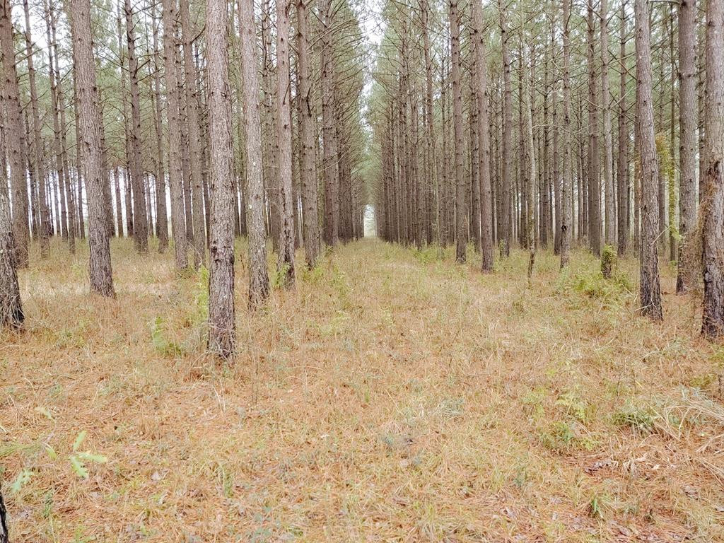 107 Alexander Road Jayess, MS 39641 - Photo 54 of 74 Photo 54