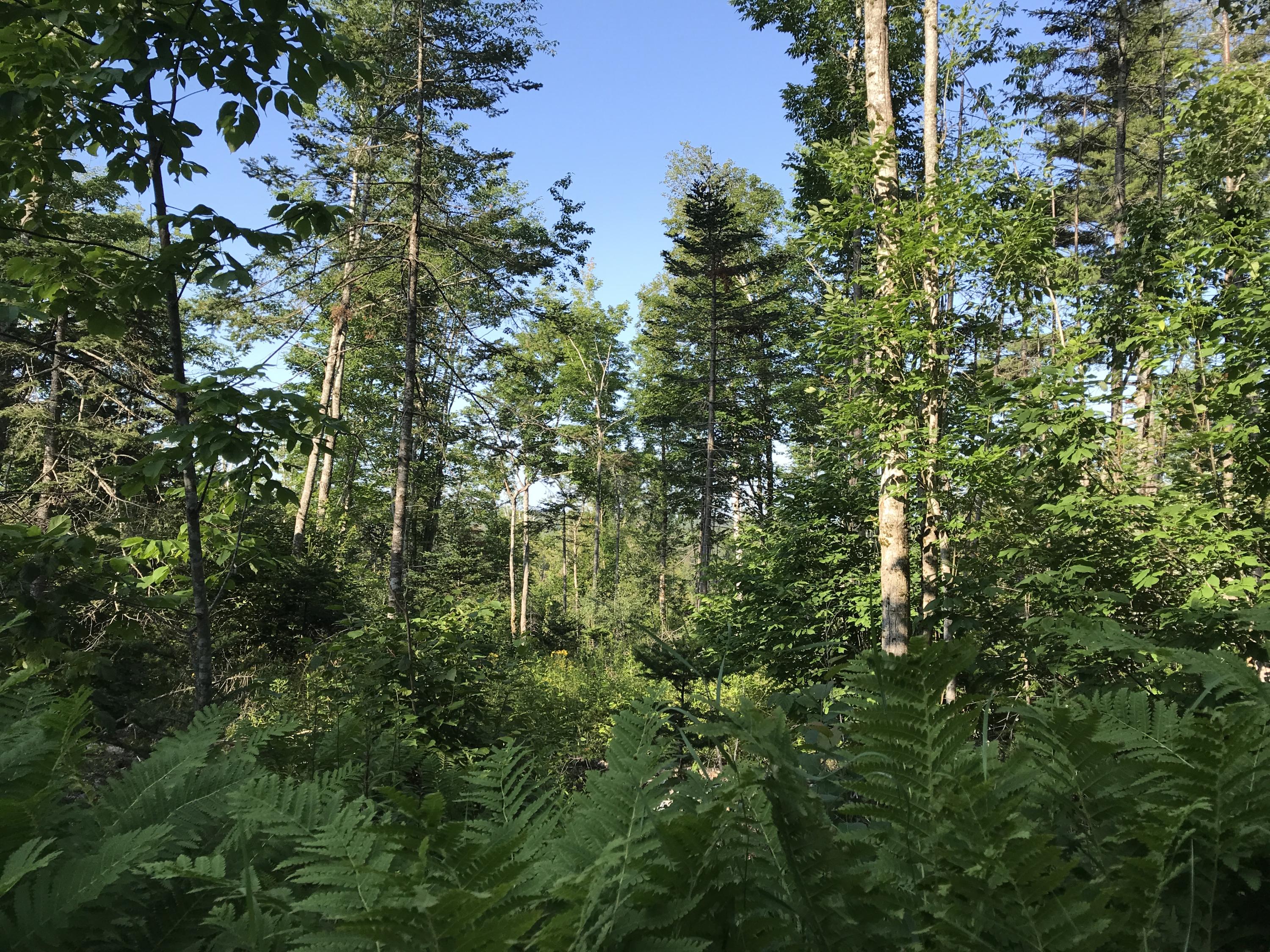 Xxx Johnson Road Perry, ME 04667 - Photo 24 of 29 IMG_8898