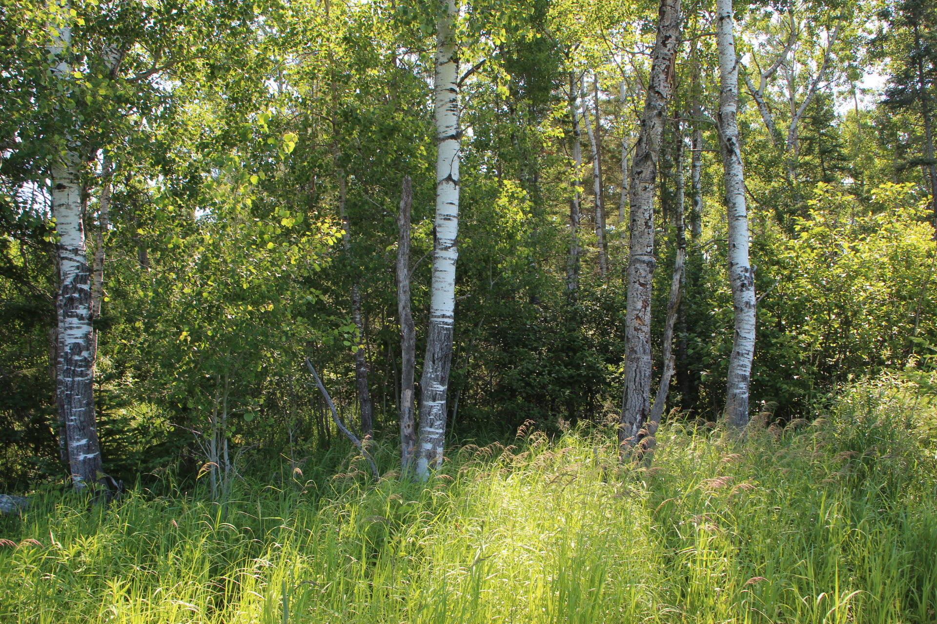 2536 East Gogomain Road Pickford, MI 49774 - Photo 46 of 54 IMG_0971