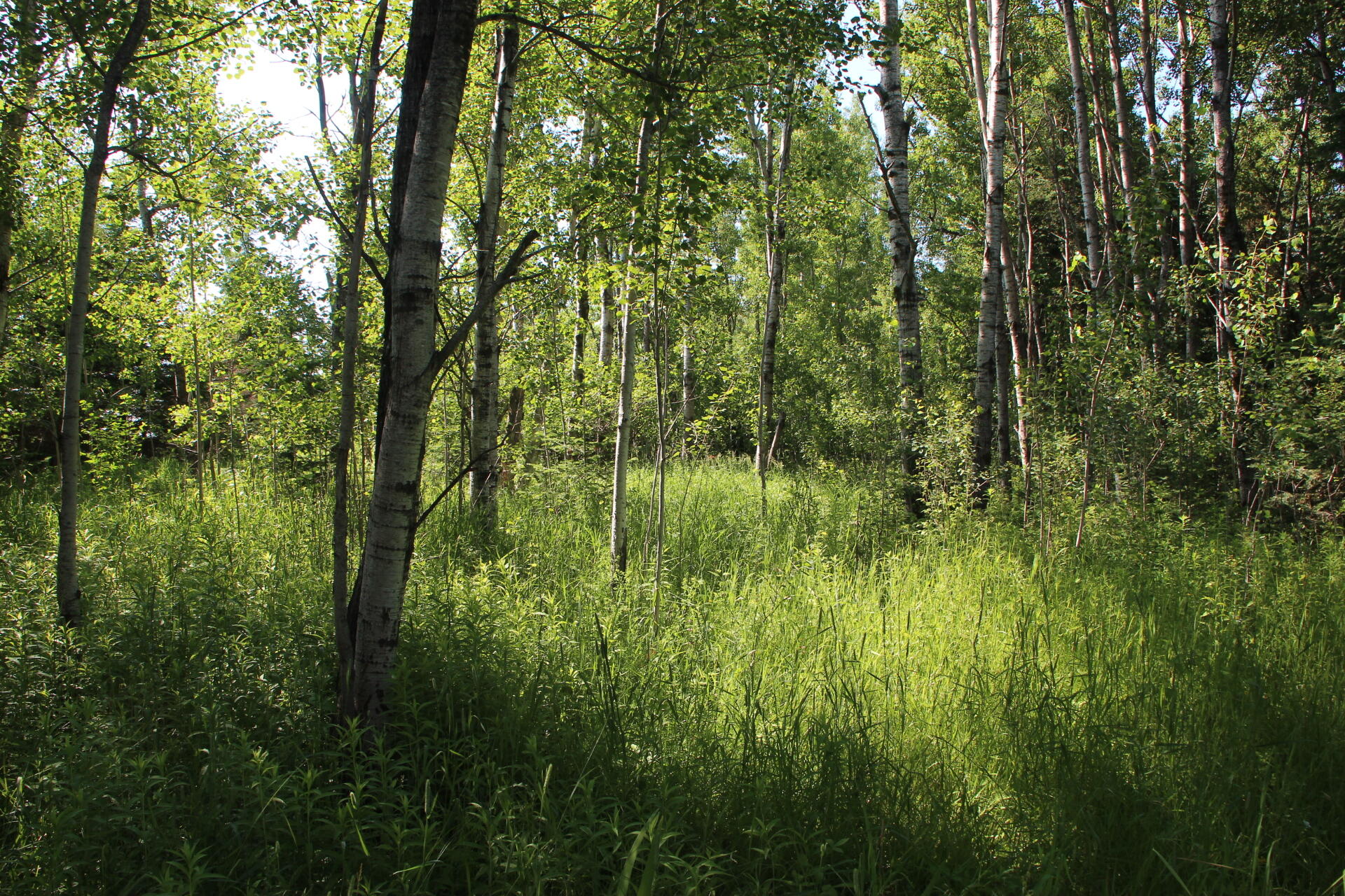 2536 East Gogomain Road Pickford, MI 49774 - Photo 48 of 54 IMG_0941