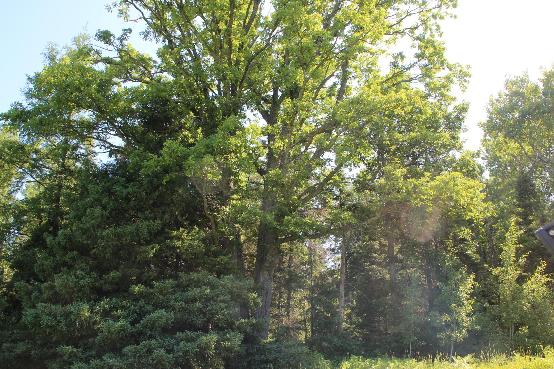 2536 East Gogomain Road Pickford, MI 49774 - Photo 49 of 54 IMG_0961