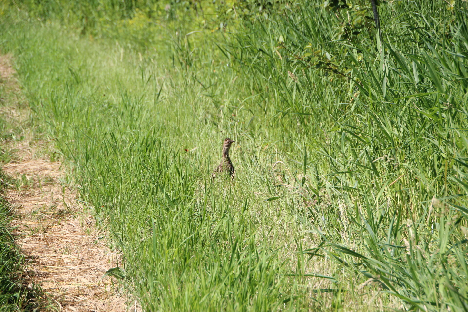 2536 East Gogomain Road Pickford, MI 49774 - Photo 50 of 54 IMG_0932