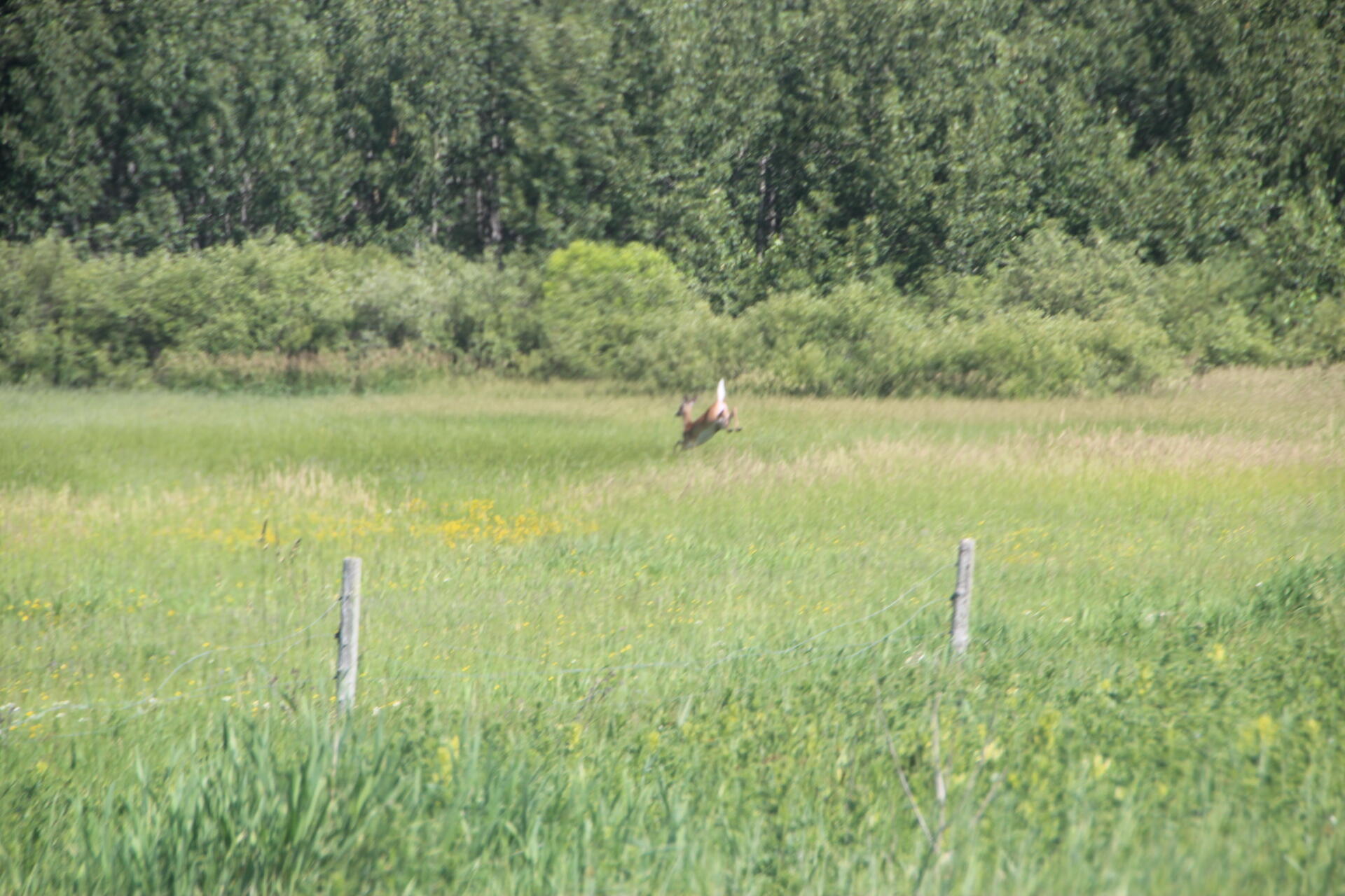2536 East Gogomain Road Pickford, MI 49774 - Photo 51 of 54 IMG_0973
