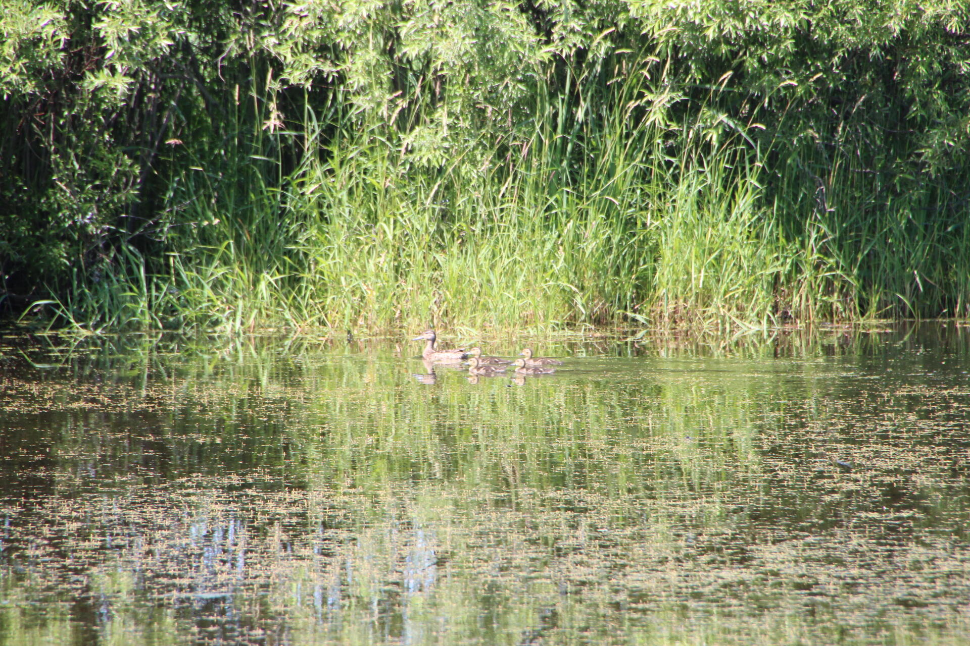 2536 East Gogomain Road Pickford, MI 49774 - Photo 52 of 54 IMG_0989