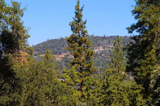 a view of a tree in a yard