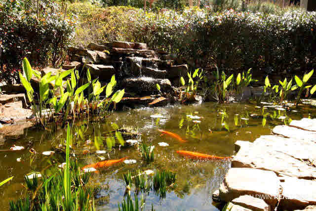 307 Cameron Court Daphne, AL 36526 - Photo 5 of 43 Koi pond