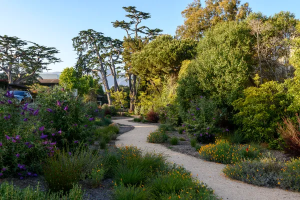 a view of a flower in a garden
