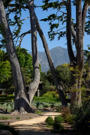 a view of a yard with plants and trees