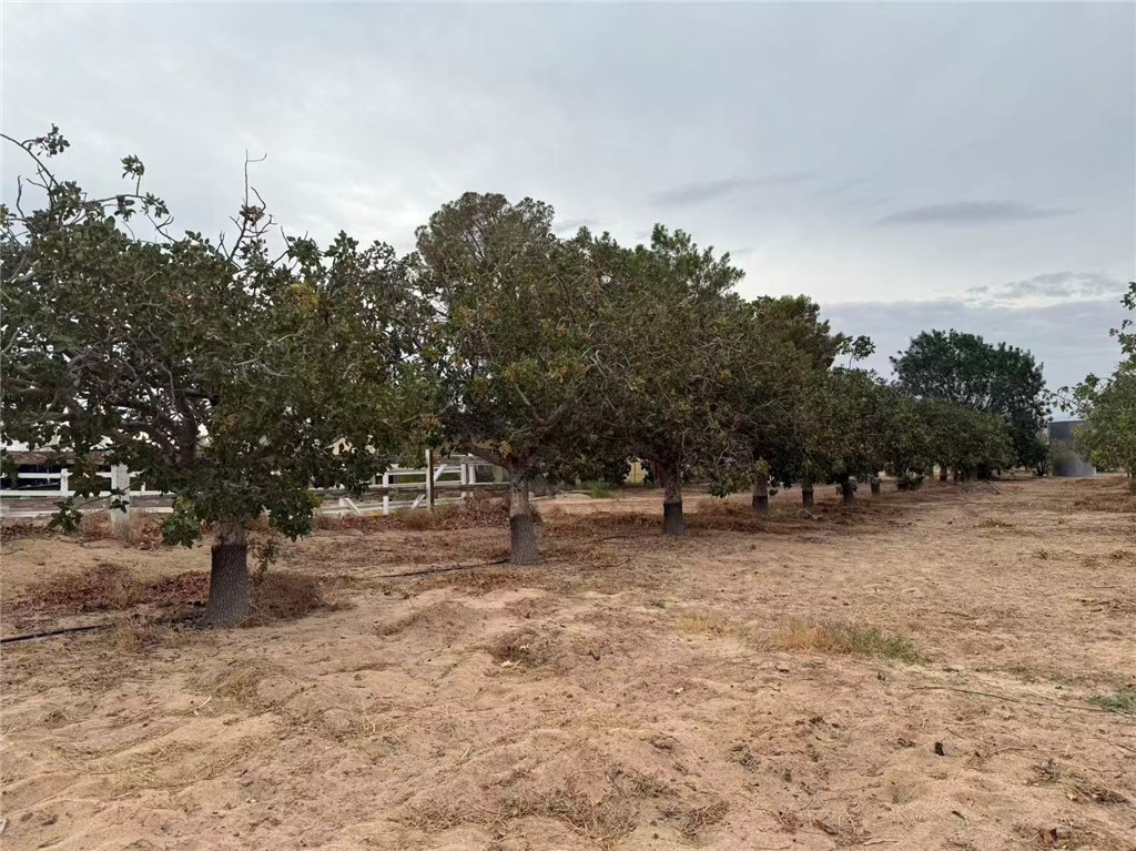 33979 Fremont Road Newberry Springs, CA 92365 - Photo 10 of 16 a view of dirt yard with a tree