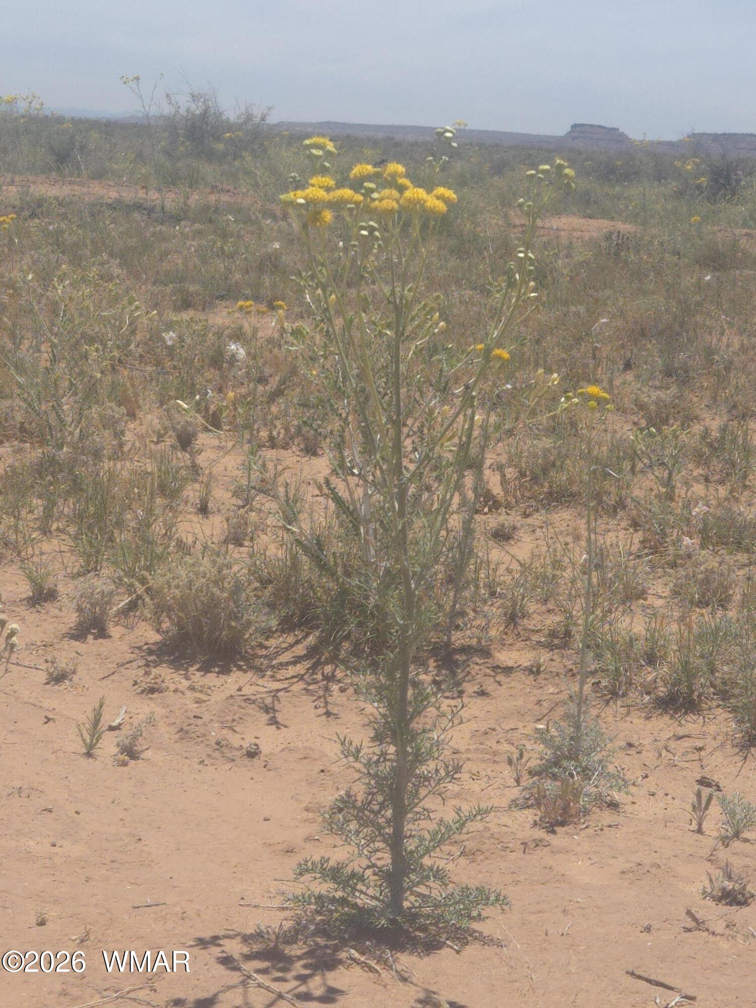 9972 Cattleman Road Holbrook, AZ 86025 - Photo 8 of 38 Grasses, Scrub, Flowers