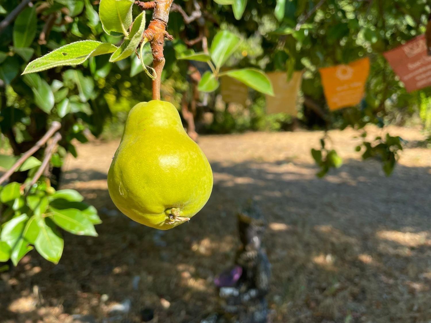 16125 Vierra Road Rackerby, CA 95972 - Photo 31 of 34