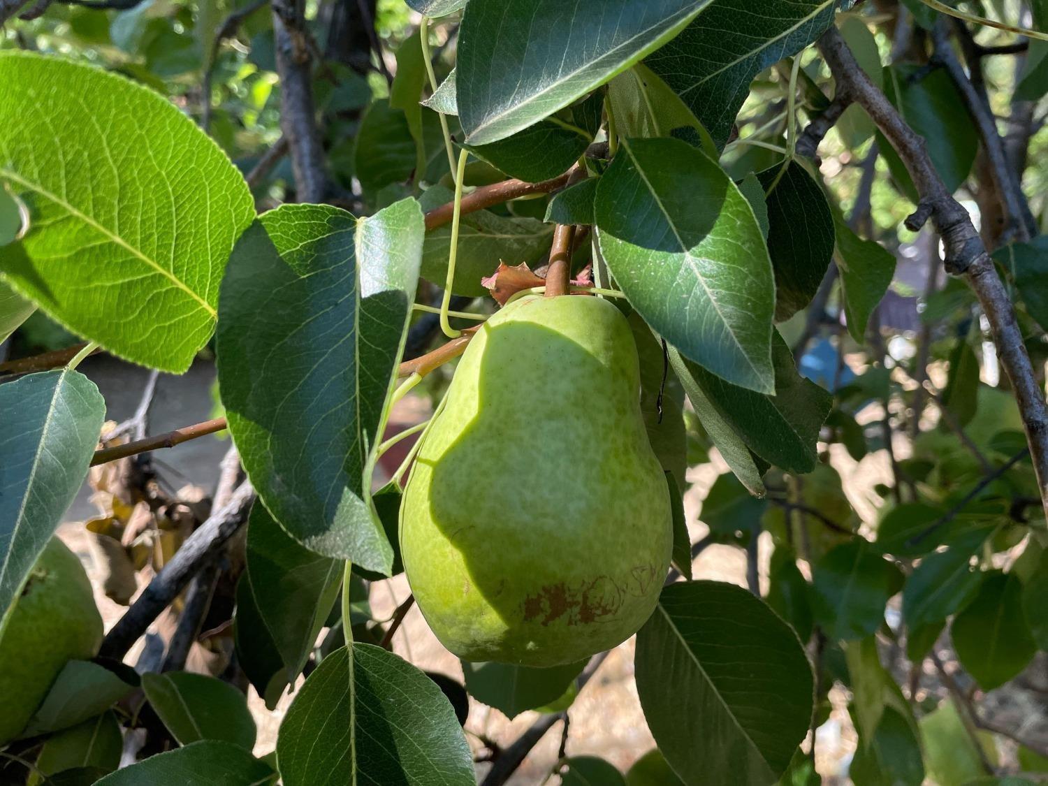 16125 Vierra Road Rackerby, CA 95972 - Photo 32 of 34