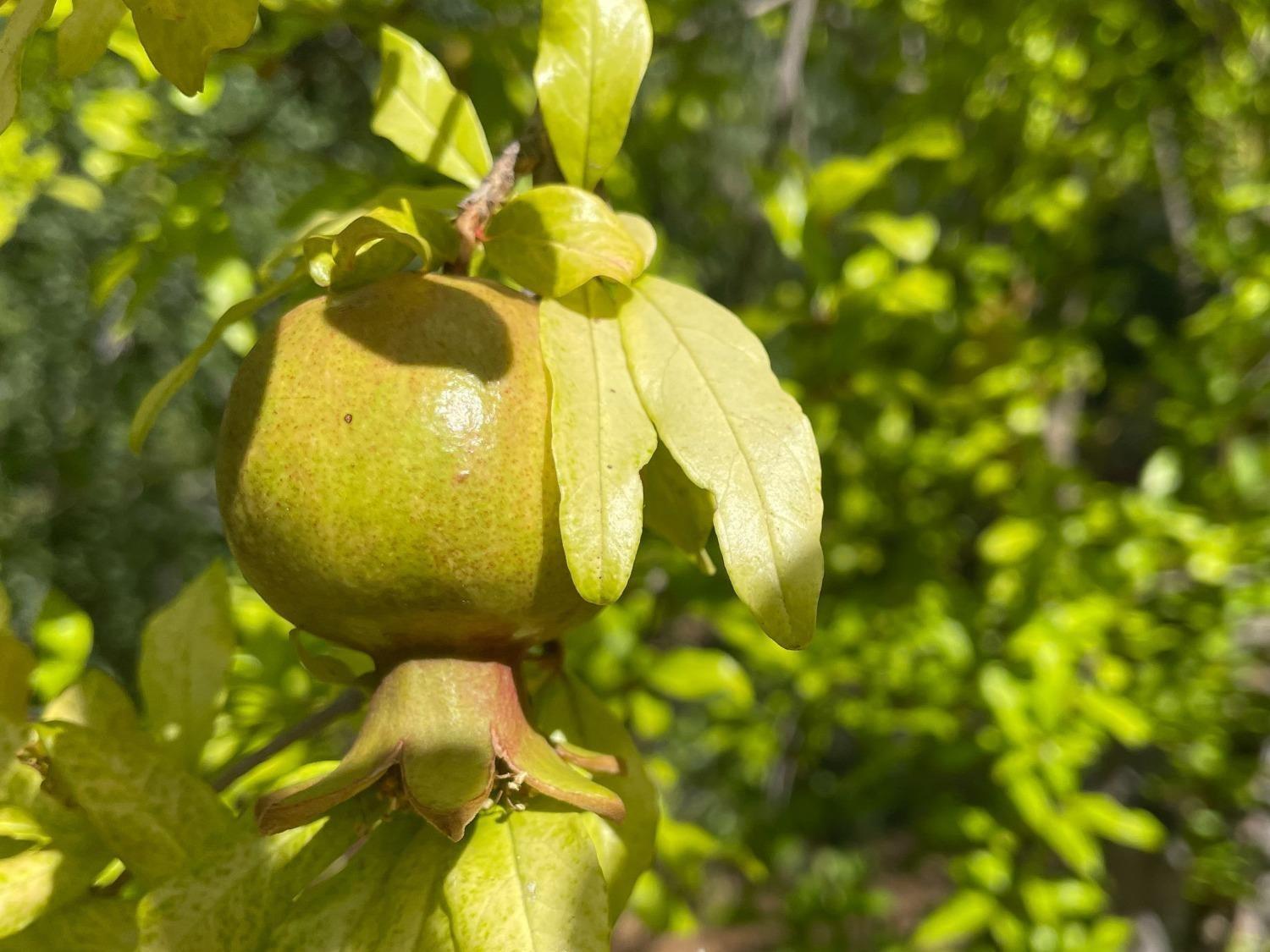 16125 Vierra Road Rackerby, CA 95972 - Photo 33 of 34