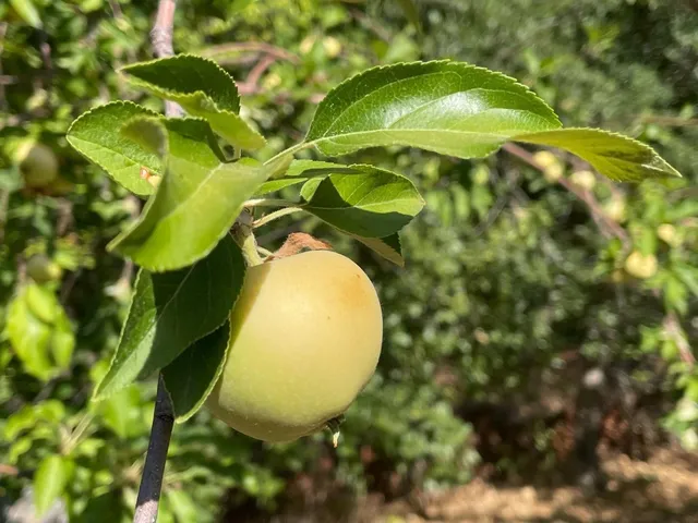 $70,000 | 16125 Vierra Road, Rackerby, CA 95972