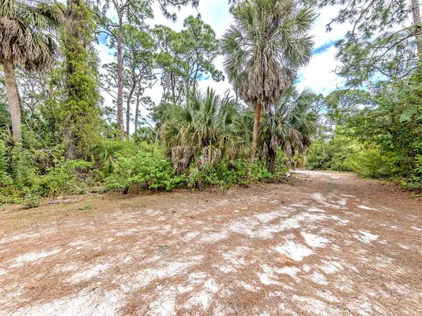a view of a forest with a tree