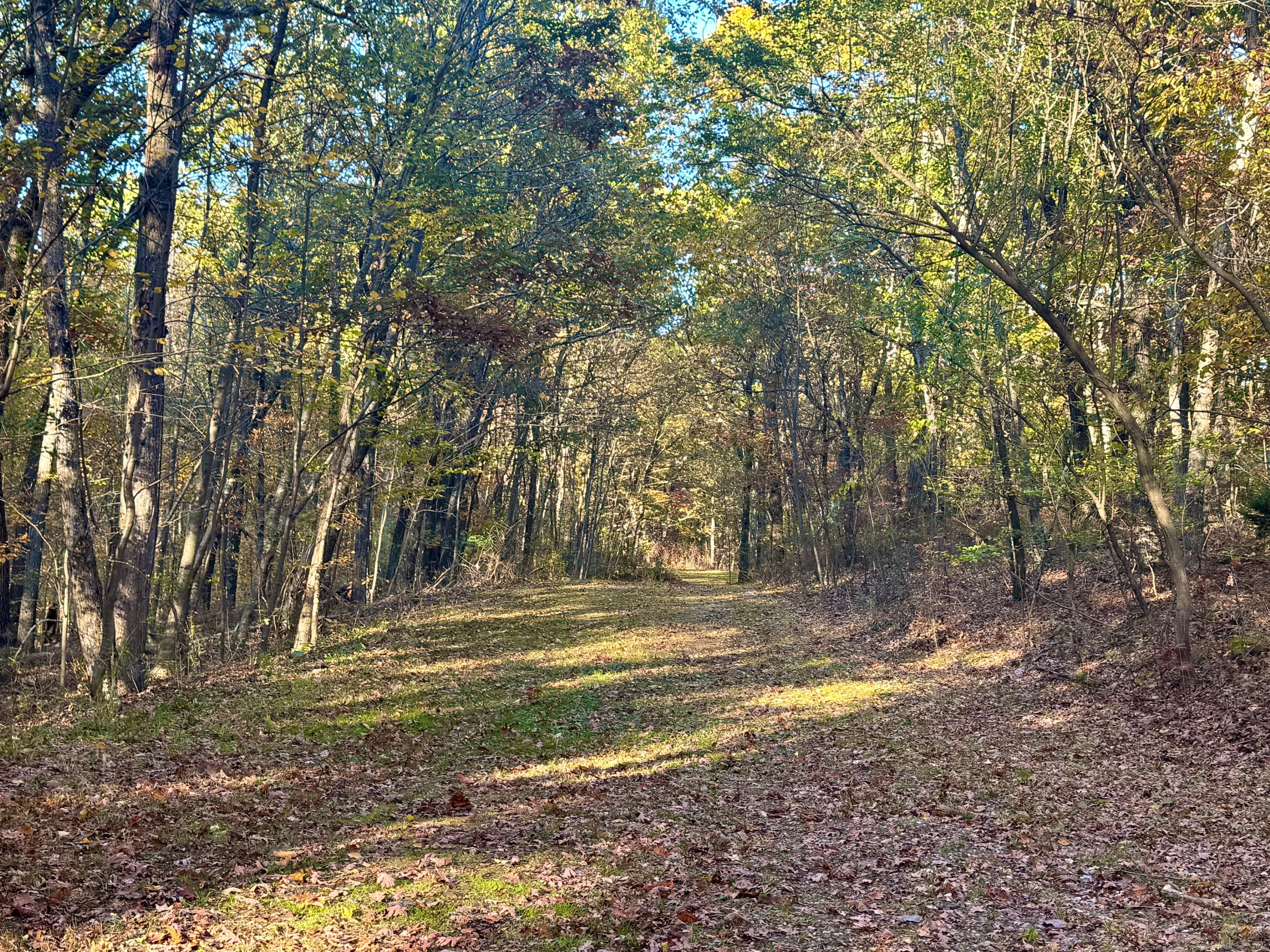 Laurel Street Middletown, CT 06457 - Photo 3 of 11 a view of a yard with a tree