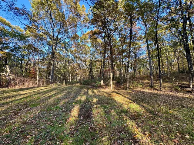 a view of a yard with a tree