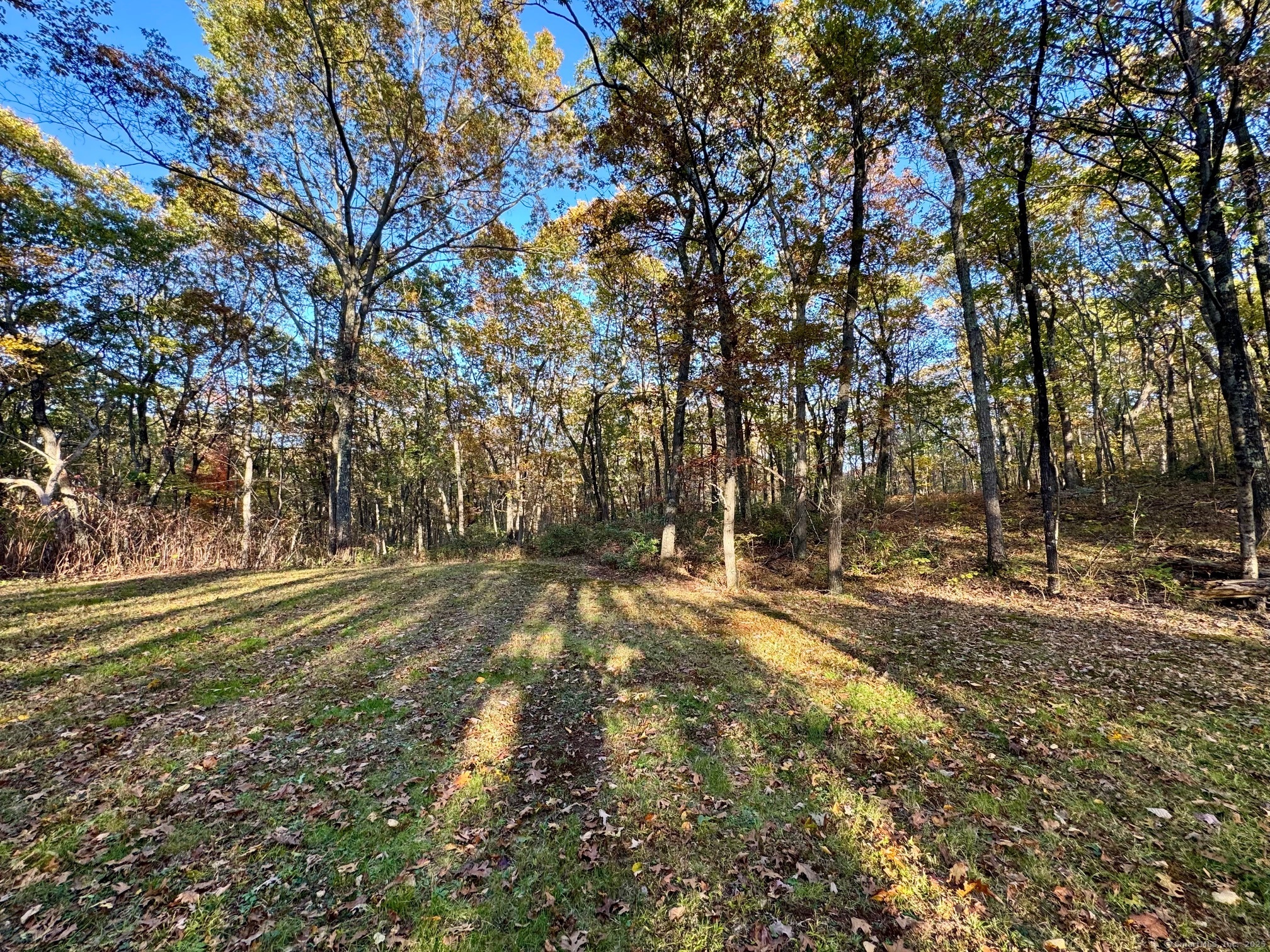 Laurel Street Middletown, CT 06457 - Photo 4 of 11 a view of a yard with a tree