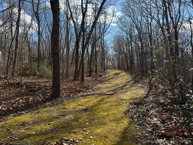 Laurel Street Middletown, CT 06457 - Photo 5 of 11 a view of a yard with trees