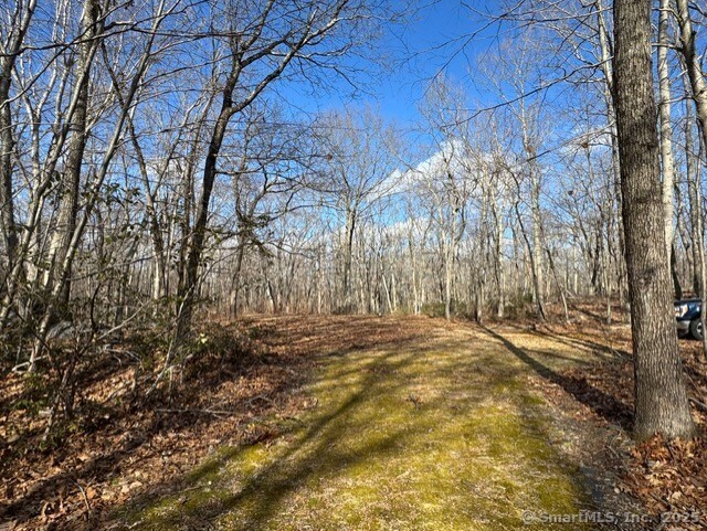 Laurel Street Middletown, CT 06457 - Photo 9 of 11 a view of yard with trees