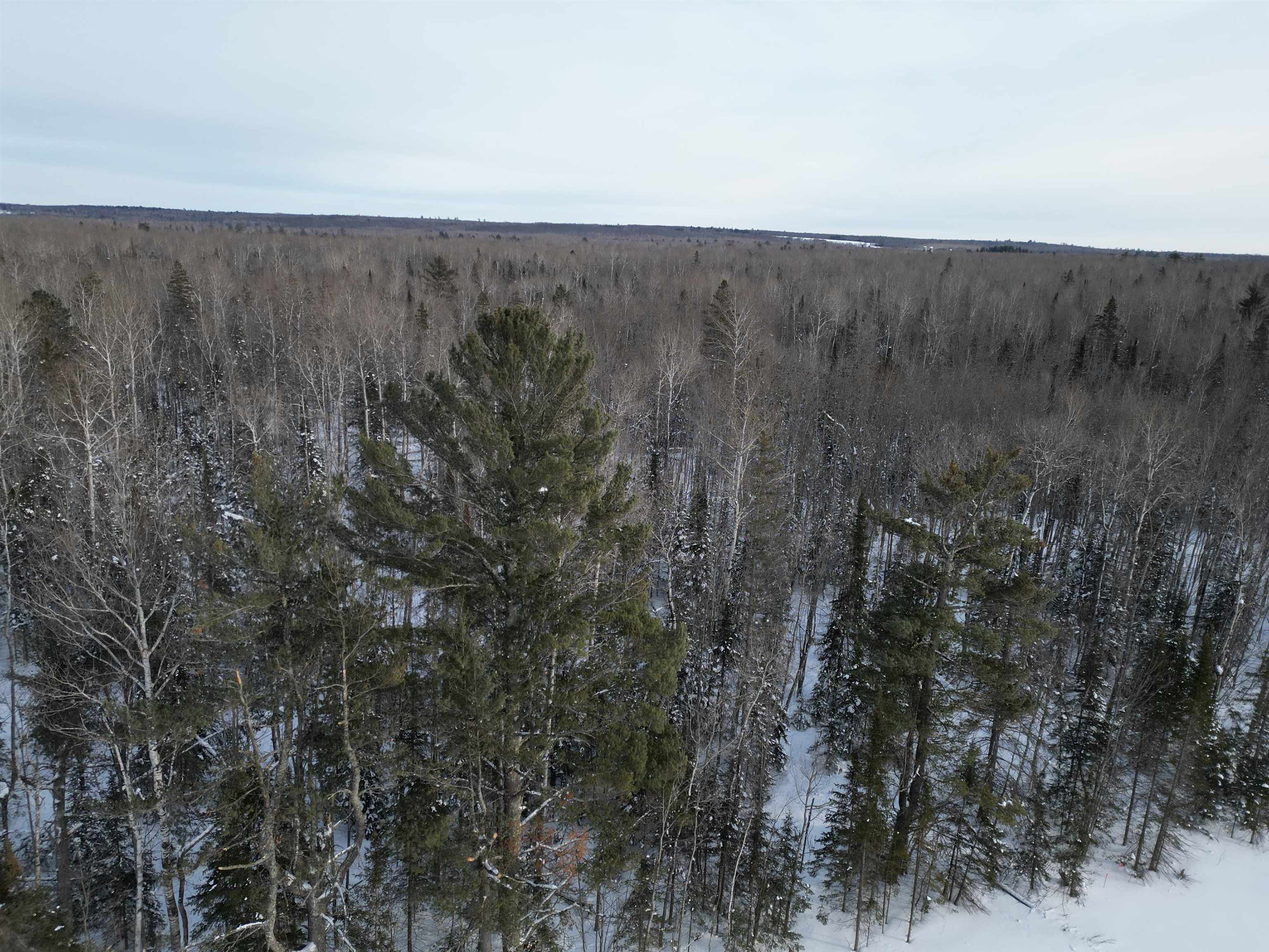 0 Airport Road Port Wing, WI 54865 - Photo 7 of 7 View of tree filled area
