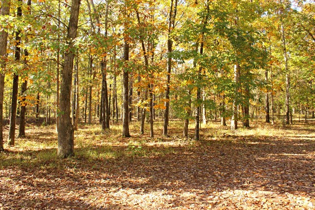 683 Sanders Road Macon, GA 31210 - Photo 17 of 19 a view of yard with trees