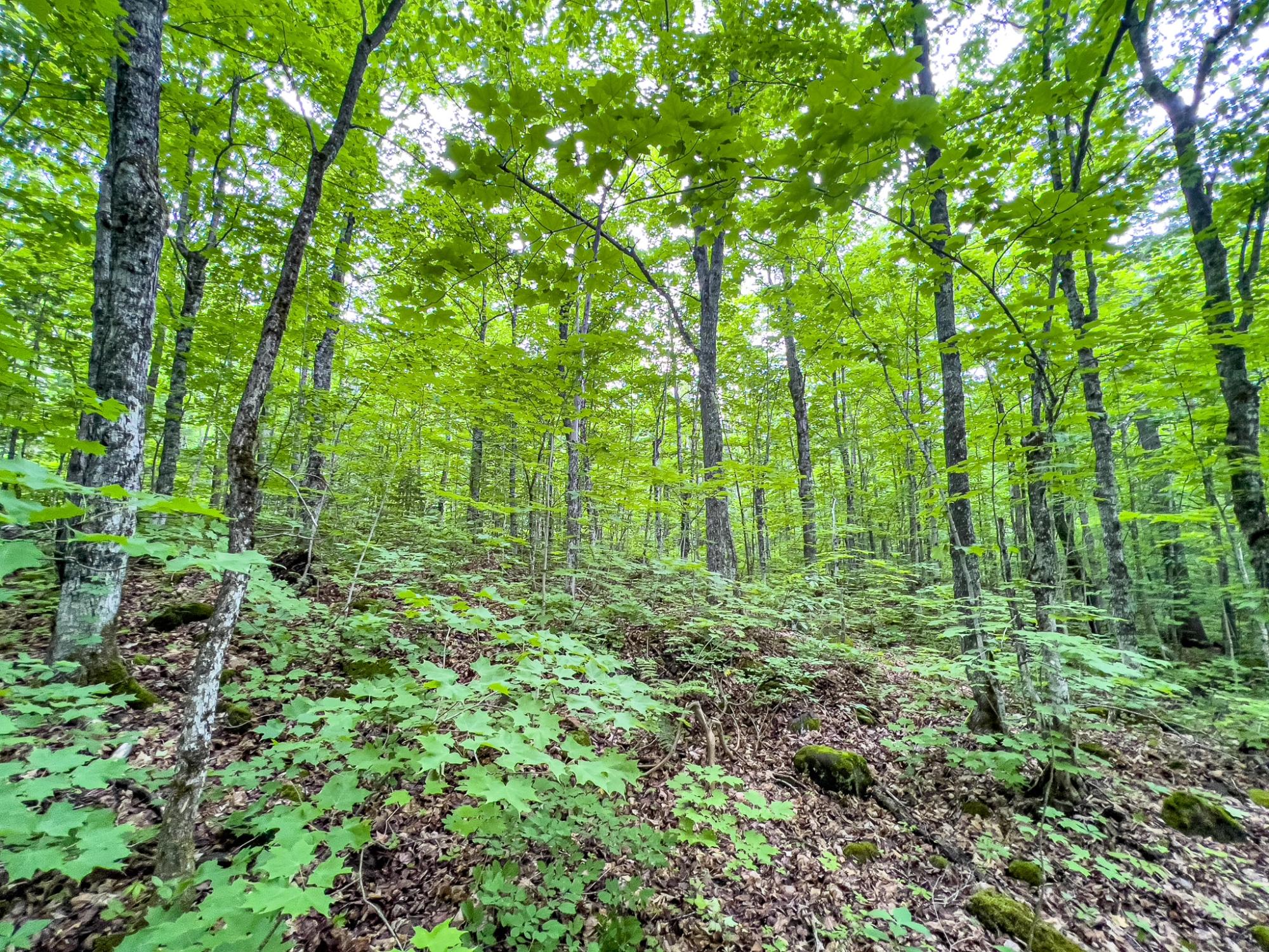 4 Rd Ontonagon Mi 49953 Road Wakefield, MI 49968 - Photo 11 of 15 Gallery Image 11