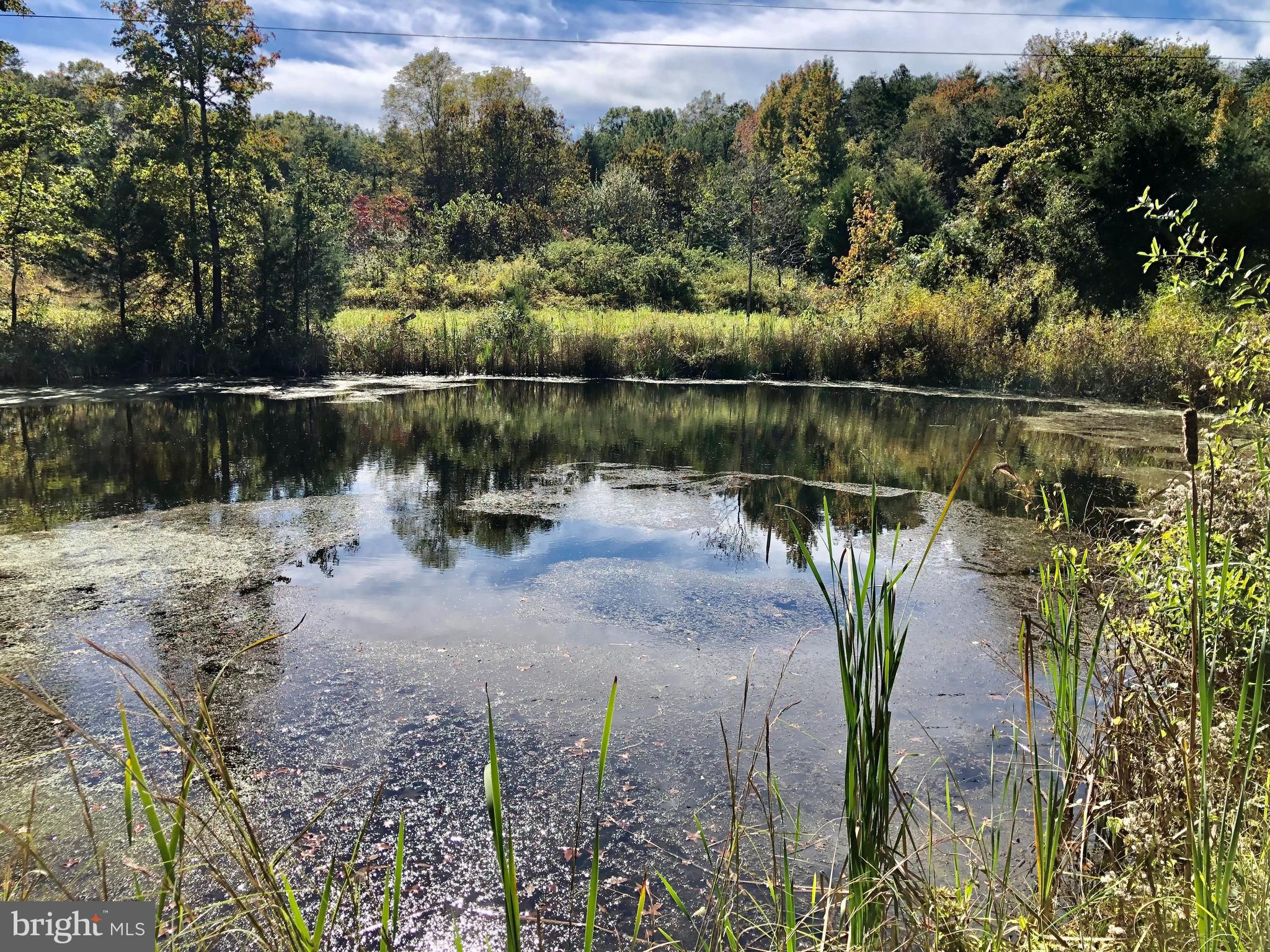 Nature Pond on Nearly 8 Acres