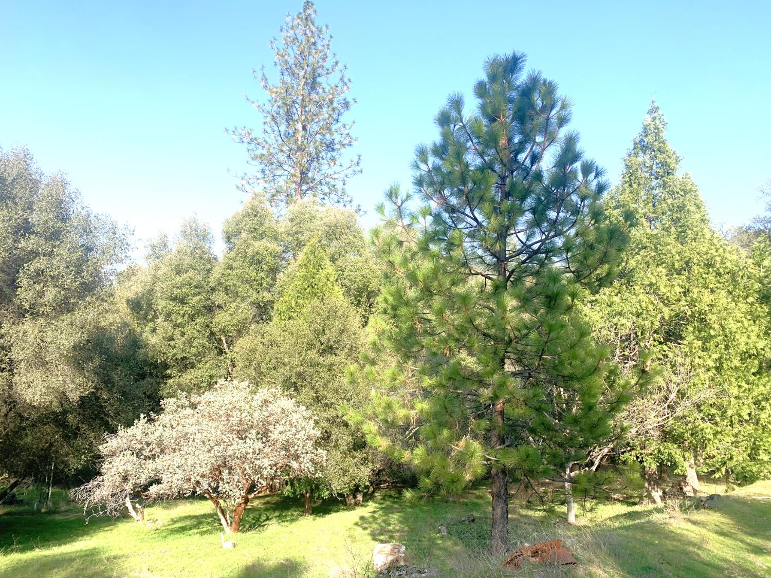 39516 John West Road Oakhurst, CA 93644 - Photo 2 of 8