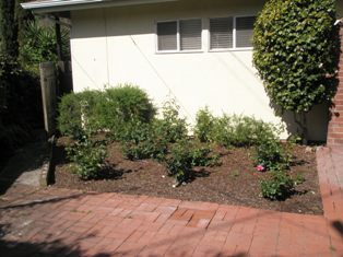 494 Alan Road Santa Barbara, CA 93109 - Photo 7 of 7 Rose Garden