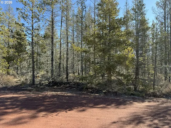 a view of a forest with a tree
